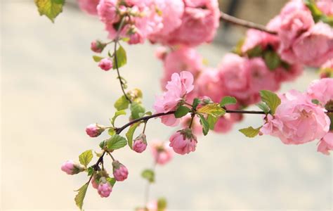 桃花很旺|桃花旺寓意和象征,桃花很旺是什么意思！